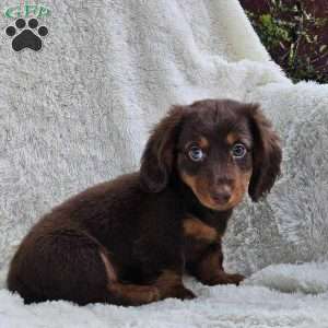Bobby, Dachshund Puppy